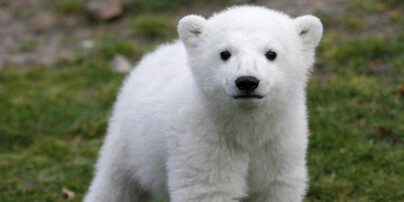 Knut var verdens mest kjente isbjørn da han plutselig kollapset. Nå er dødsmysteriet endelig oppklart